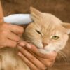 714jyQWIv3L._AC_SL1200_.jpg Paw Science Dog Ear Cleaner Wipes – Finger Wipes for Dogs & Cats – Cleaning, Soothing, & Deodorizing Itchy Ears – Pet Ear Relief Solution (Coconut)